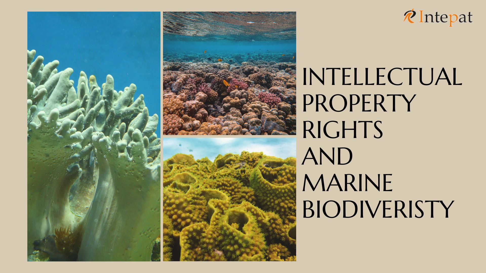 intellectual-property-rights-and-marine-biodiversity